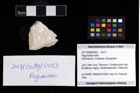Foto (Objekt + Etikett) von Paguroidea indet.  (NHMW-GEO-2017-0089-0053)